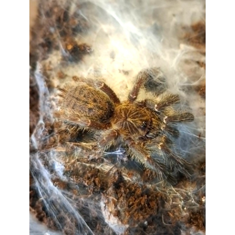 Pterinochilus murinus TCF 1,5DC | Zwierzęta | Vantis Terra