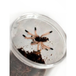 Avicularia avicularia L2