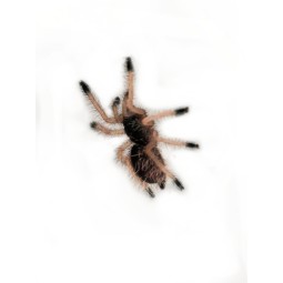 Avicularia minatrix L1