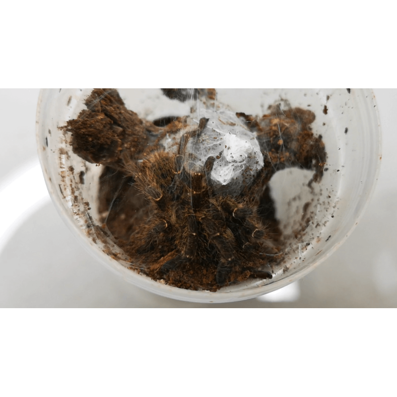 Ceratogyrus darlingi 1,5DC | Pajęczaki | Vantis Terra