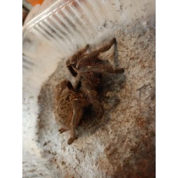 Ceratogyrus darlingi 1,5DC