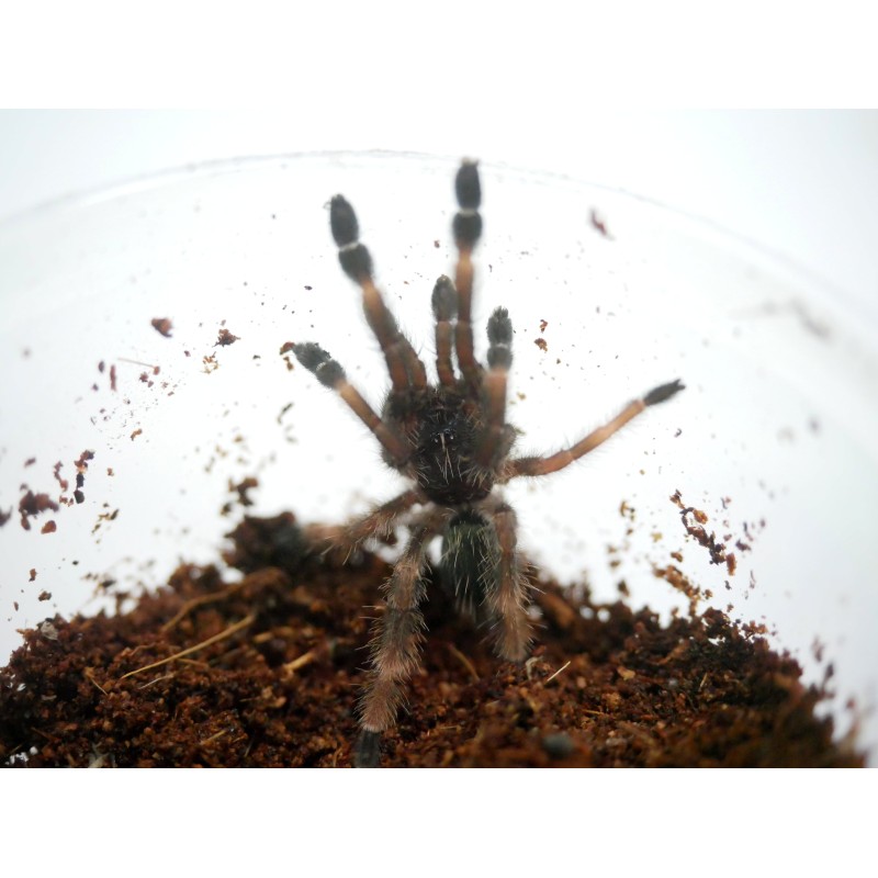 Psalmopoeus reduncus 1,5DC | Ptaszniki | Vantis Terra Psalmopoeus reduncus 1,5DC | Ptaszniki | Vantis Terra
