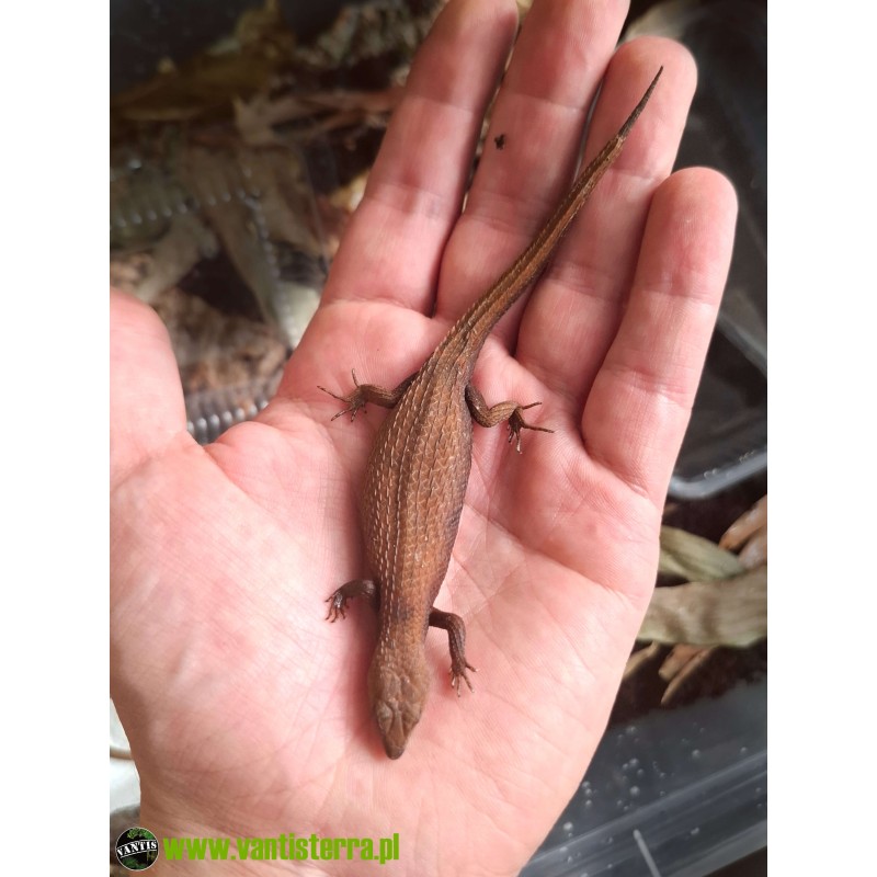 Scynk Tropidophorus microlepis - młode CB | Zwierzęta | Vantis Terra