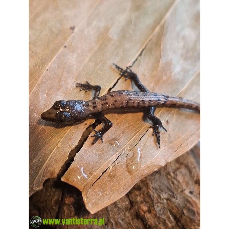 Scynk Tropidophorus microlepis - młode CB | Zwierzęta | Vantis Terra