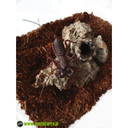 Typopeltis laurentianus