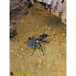 Predator beetle - Anthia sexmaculata