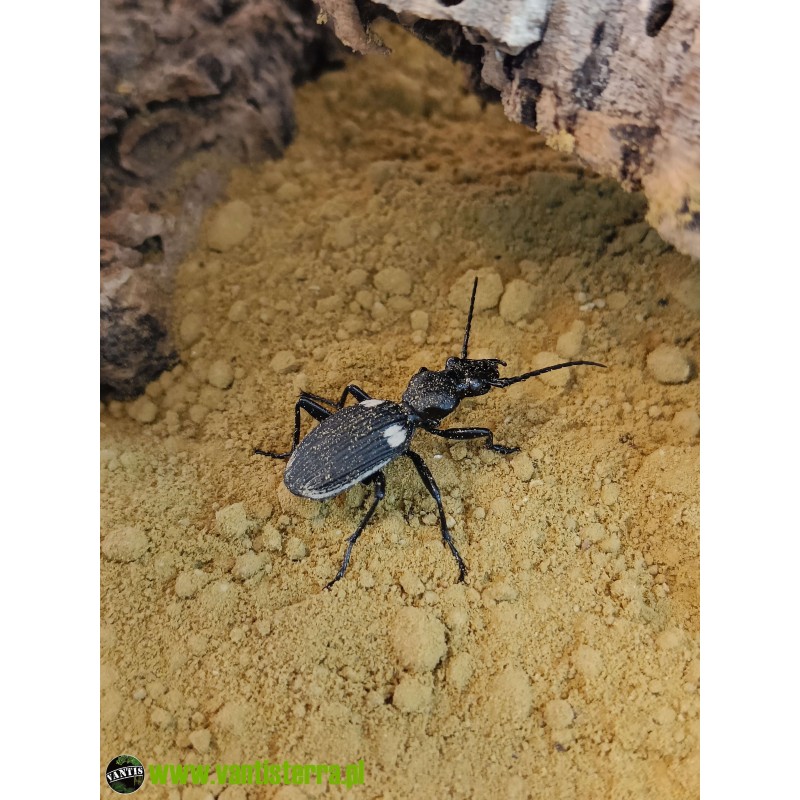 Predator beetle - Anthia sexmaculata | Zwierzęta | Vantis Terra Predator beetle - Anthia sexmaculata | Zwierzęta | Vantis Terra