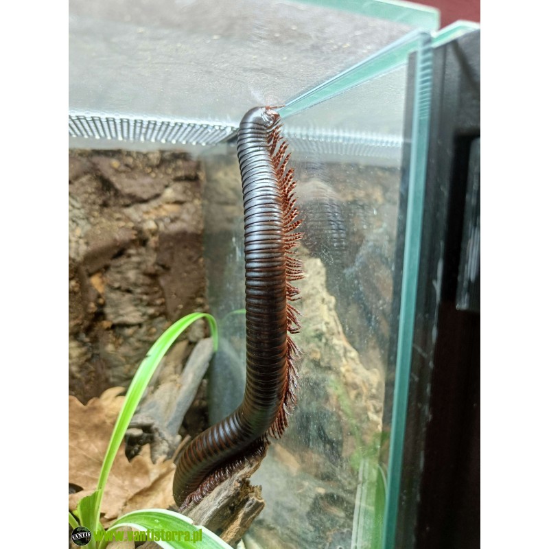 Krocionóg olbrzymi (Archispirostreptus gigas) | Zwierzęta | Vantis Terra Krocionóg olbrzymi (Archispirostreptus gigas) | Zwierzęta | Vantis Terra