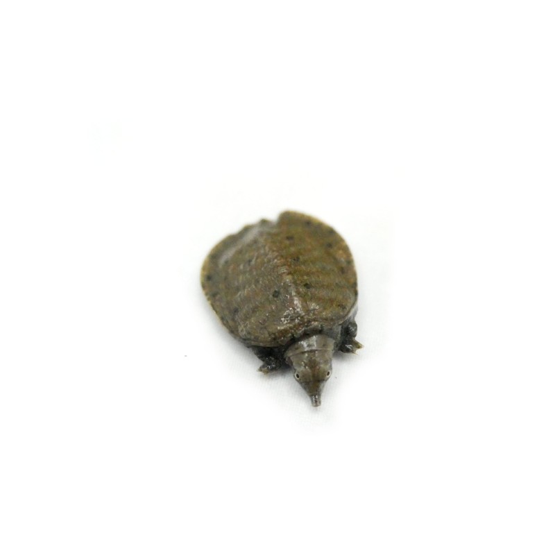 Żółwiak chiński (Pelodiscus sinensis) | Zwierzęta | Vantis Terra Żółwiak chiński (Pelodiscus sinensis) | Zwierzęta | Vantis Terra
