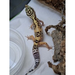 Eublefar lamparci / Gekon Lamparci (Eublepharis macularius) - Classic het. Rainwater Albino - samica nr.1