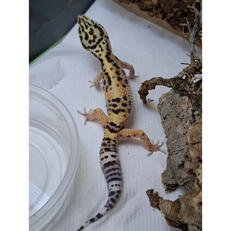 Eublefar lamparci / Gekon Lamparci (Eublepharis macularius) - Classic het. Rainwater Albino - samica nr.1 | Jaszczurki | Vantis Terra Eublefar lamparci / Gekon Lamparci (Eublepharis macularius) - Classic het. Rainwater Albino - samica nr.1 | Jaszczurki | Vantis Terra