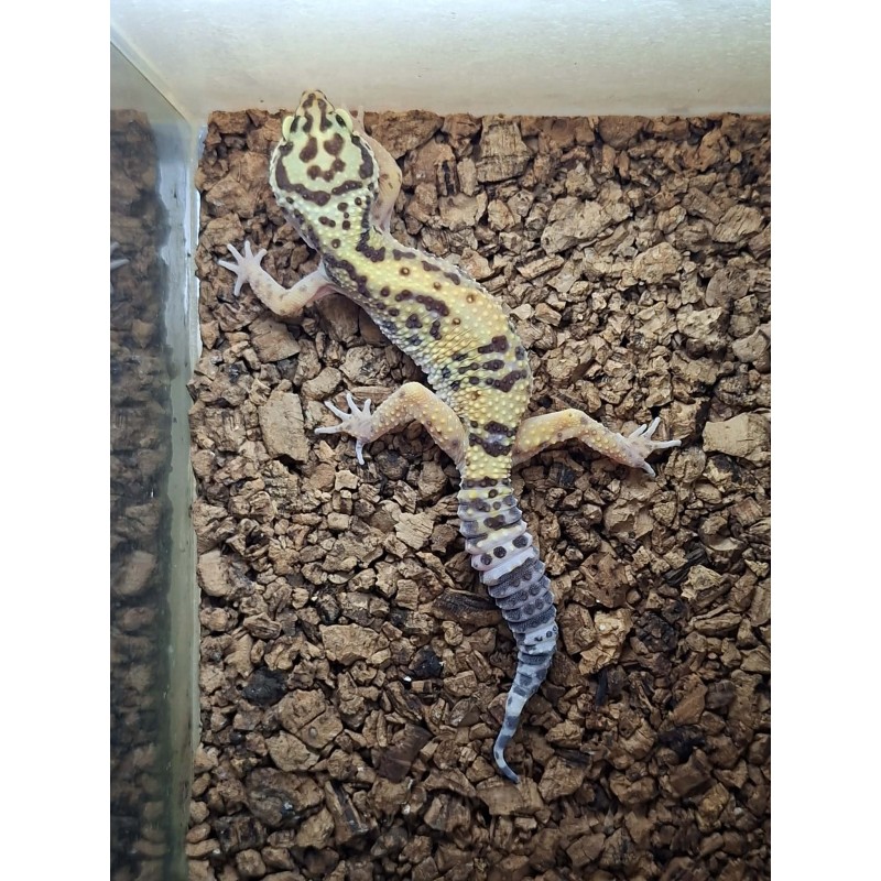 Eublefar lamparci / Gekon Lamparci (Eublepharis macularius) - Classic het. Rainwater Albino - samica nr.1 | Jaszczurki | Vantis Terra Eublefar lamparci / Gekon Lamparci (Eublepharis macularius) - Classic het. Rainwater Albino - samica nr.1 | Jaszczurki | Vantis Terra