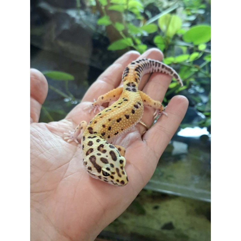 Eublefar lamparci / Gekon Lamparci (Eublepharis macularius) - Classic het. Rainwater Albino - samica nr.2 | Jaszczurki | Vantis Terra