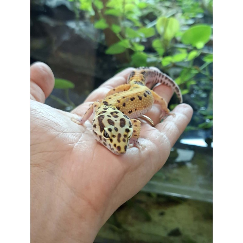 Eublefar lamparci / Gekon Lamparci (Eublepharis macularius) - Classic het. Rainwater Albino - samica nr.2 | Jaszczurki | Vantis Terra