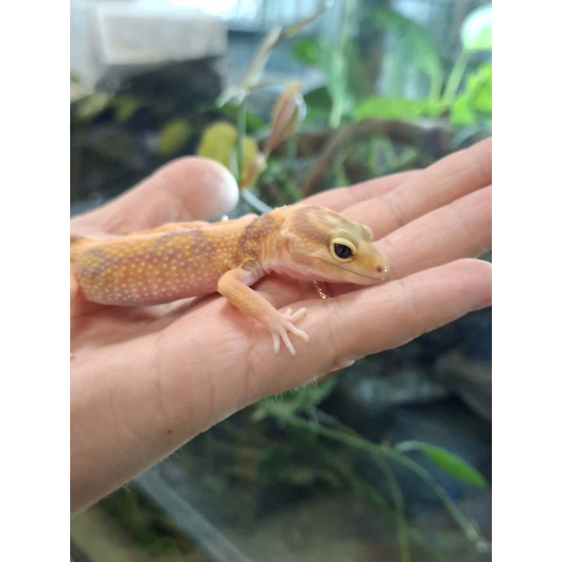 Eublefar lamparci / Gekon Lamparci (Eublepharis macularius) - Rainwater Albino - samica nr.3 | Jaszczurki | Vantis Terra Eublefar lamparci / Gekon Lamparci (Eublepharis macularius) - Rainwater Albino - samica nr.3 | Jaszczurki | Vantis Terra