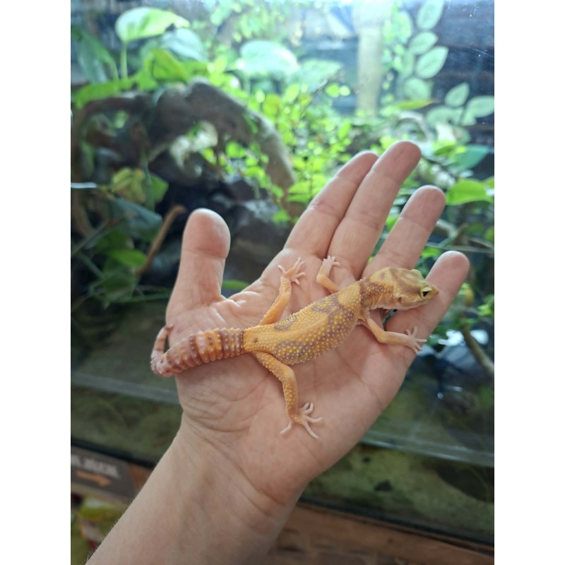 Eublefar lamparci / Gekon Lamparci (Eublepharis macularius) - Rainwater Albino - samica nr.3 | Jaszczurki | Vantis Terra Eublefar lamparci / Gekon Lamparci (Eublepharis macularius) - Rainwater Albino - samica nr.3 | Jaszczurki | Vantis Terra