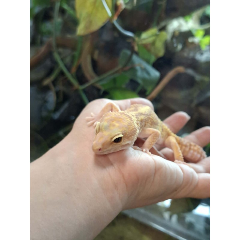 Eublefar lamparci / Gekon Lamparci (Eublepharis macularius) - Rainwater Albino - samica nr.4 | Jaszczurki | Vantis Terra