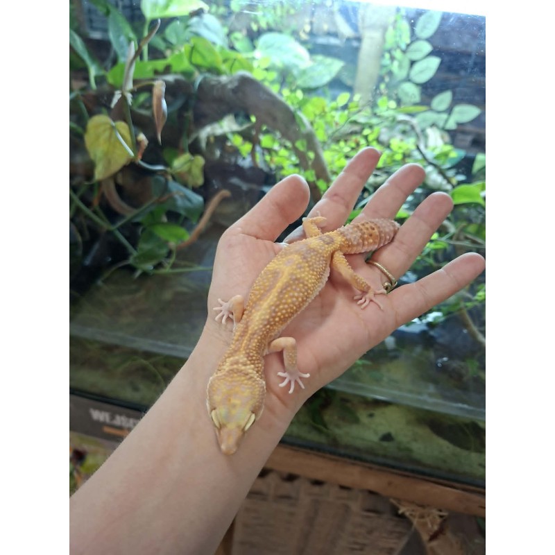 Eublefar lamparci / Gekon Lamparci (Eublepharis macularius) - Rainwater Albino - samica nr.4 | Jaszczurki | Vantis Terra