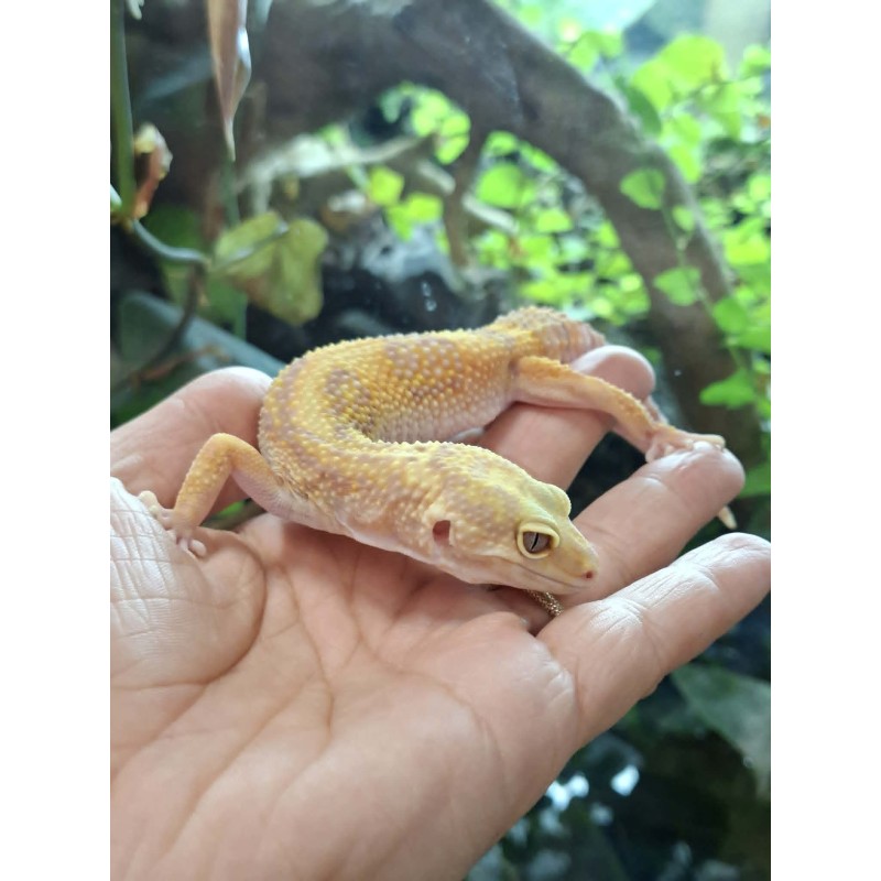 Eublefar lamparci / Gekon Lamparci (Eublepharis macularius) - Rainwater Albino - samica nr.5 | Jaszczurki | Vantis Terra Eublefar lamparci / Gekon Lamparci (Eublepharis macularius) - Rainwater Albino - samica nr.5 | Jaszczurki | Vantis Terra