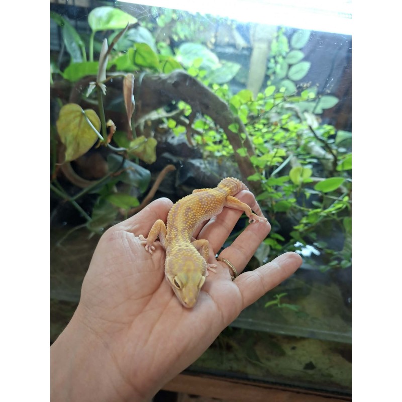Eublefar lamparci / Gekon Lamparci (Eublepharis macularius) - Rainwater Albino - samica nr.5 | Jaszczurki | Vantis Terra Eublefar lamparci / Gekon Lamparci (Eublepharis macularius) - Rainwater Albino - samica nr.5 | Jaszczurki | Vantis Terra