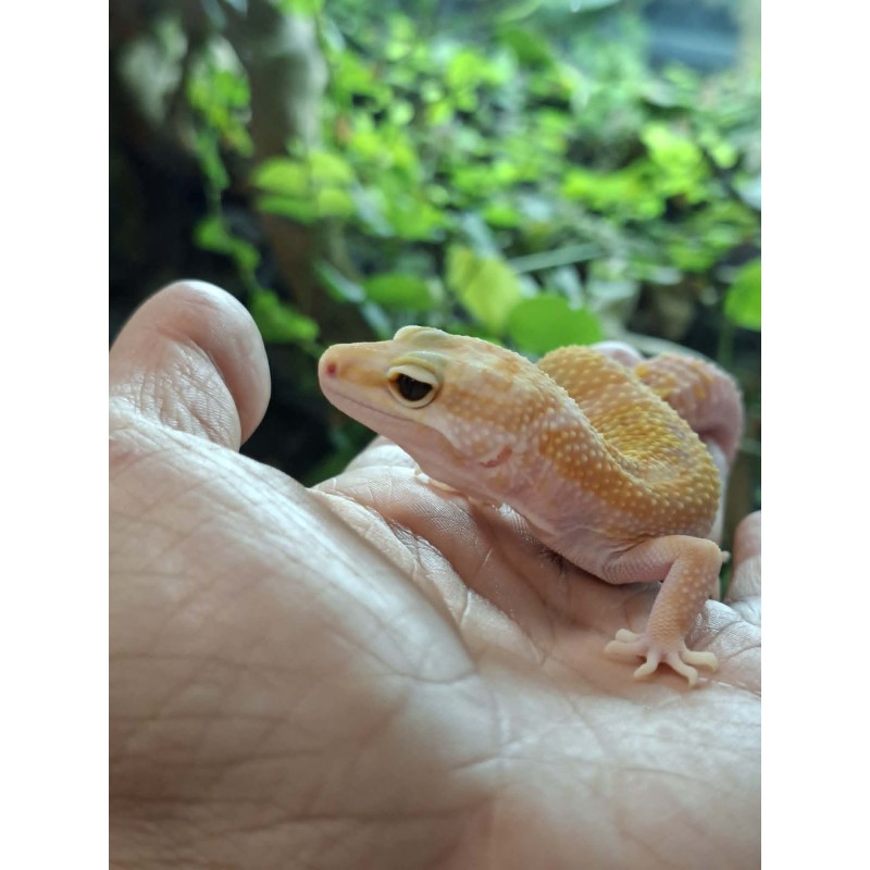 Eublefar lamparci / Gekon Lamparci (Eublepharis macularius) - Rainwater Albino - samica nr.6 | Jaszczurki | Vantis Terra Eublefar lamparci / Gekon Lamparci (Eublepharis macularius) - Rainwater Albino - samica nr.6 | Jaszczurki | Vantis Terra
