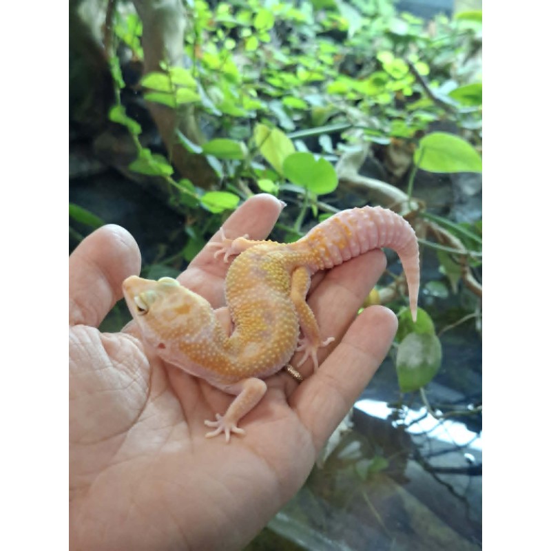 Eublefar lamparci / Gekon Lamparci (Eublepharis macularius) - Rainwater Albino - samica nr.6 | Jaszczurki | Vantis Terra Eublefar lamparci / Gekon Lamparci (Eublepharis macularius) - Rainwater Albino - samica nr.6 | Jaszczurki | Vantis Terra