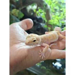 Eublefar lamparci / Gekon Lamparci (Eublepharis macularius) - Rainwater Albino  - samica nr.7