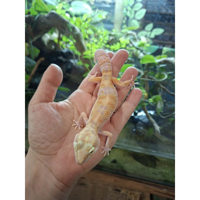 Eublefar lamparci / Gekon Lamparci (Eublepharis macularius) - Rainwater Albino - samica nr.7 | Jaszczurki | Vantis Terra Eublefar lamparci / Gekon Lamparci (Eublepharis macularius) - Rainwater Albino - samica nr.7 | Jaszczurki | Vantis Terra