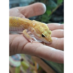 Eublefar lamparci / Gekon Lamparci (Eublepharis macularius) - Rainwater Albino  - samica nr.10