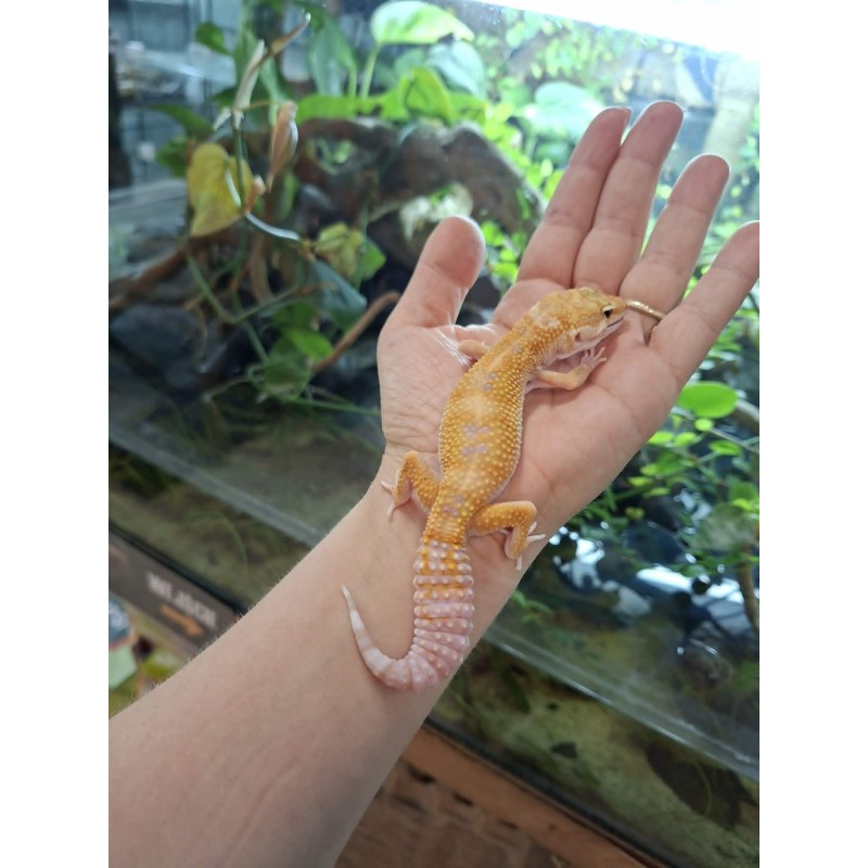 Eublefar lamparci / Gekon Lamparci (Eublepharis macularius) - Rainwater Albino  - samica nr.10 | Jaszczurki | Vantis Terra