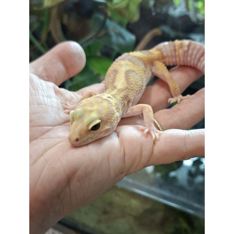 Eublefar lamparci / Gekon Lamparci (Eublepharis macularius) - Rainwater Albino  - samica nr.8 | Jaszczurki | Vantis Terra