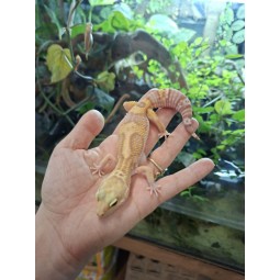 Eublefar lamparci / Gekon Lamparci (Eublepharis macularius) - Rainwater Albino  - samica nr.8