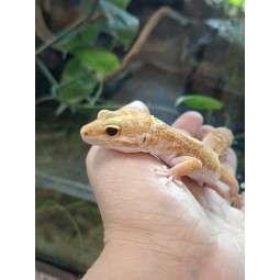 Eublefar lamparci / Gekon Lamparci (Eublepharis macularius) - Rainwater Albino  - samica nr.9
