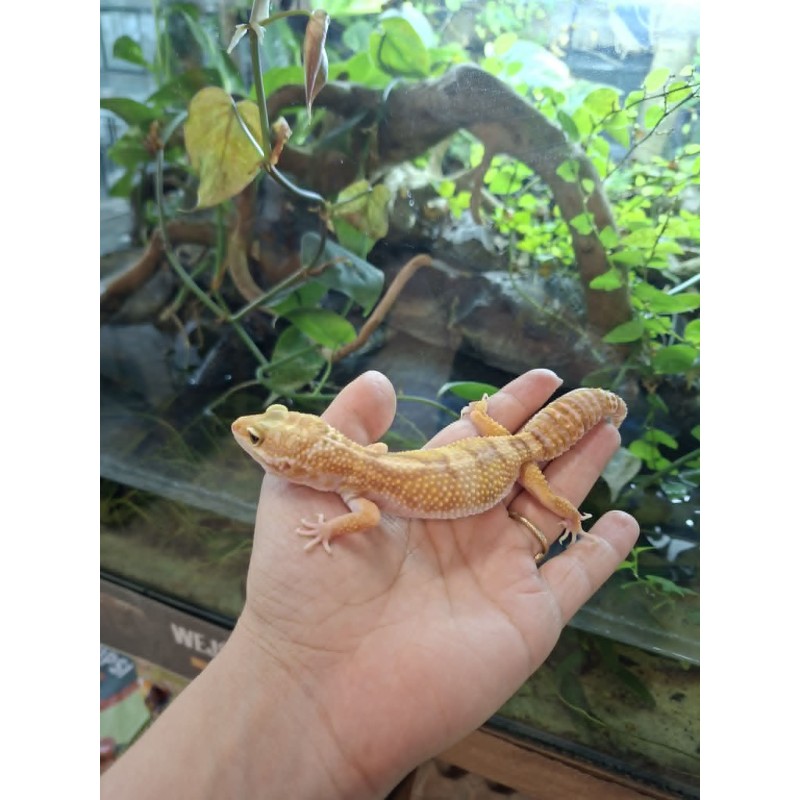 Eublefar lamparci / Gekon Lamparci (Eublepharis macularius) - Rainwater Albino - samica nr.9 | Jaszczurki | Vantis Terra Eublefar lamparci / Gekon Lamparci (Eublepharis macularius) - Rainwater Albino - samica nr.9 | Jaszczurki | Vantis Terra