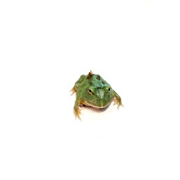 Żaba rogata (Ceratophrys cranwelli) - Peppermint blue