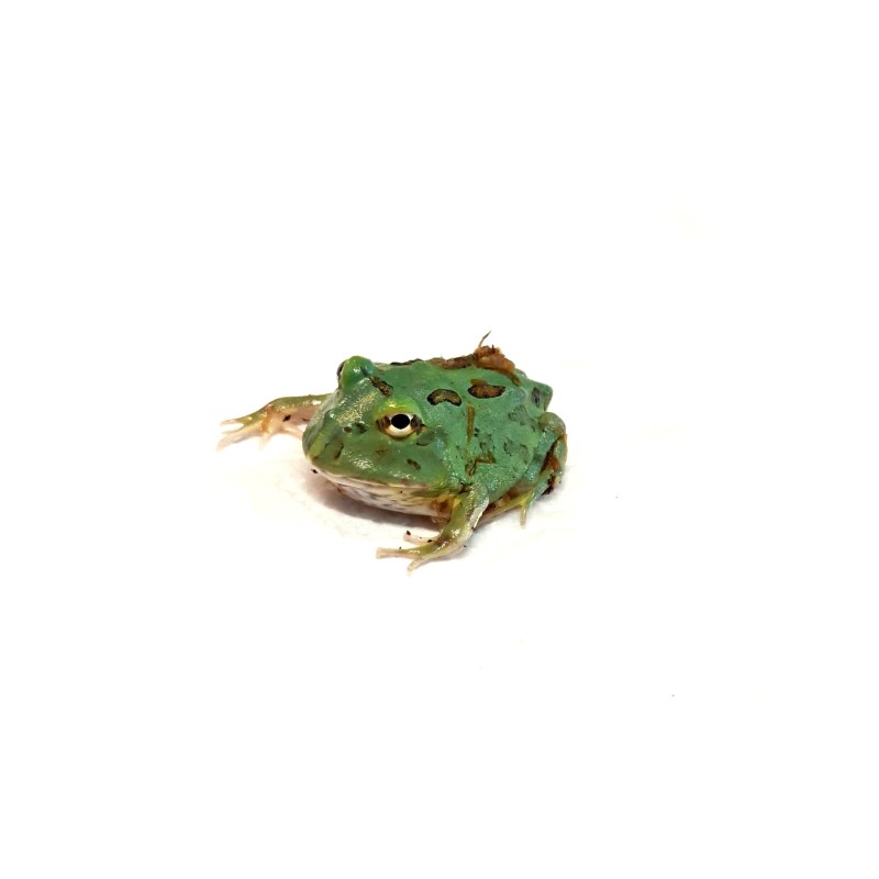 Żaba rogata (Ceratophrys cranwelli) - Peppermint blue | Bezogonowe | Vantis Terra Żaba rogata (Ceratophrys cranwelli) - Peppermint blue | Bezogonowe | Vantis Terra