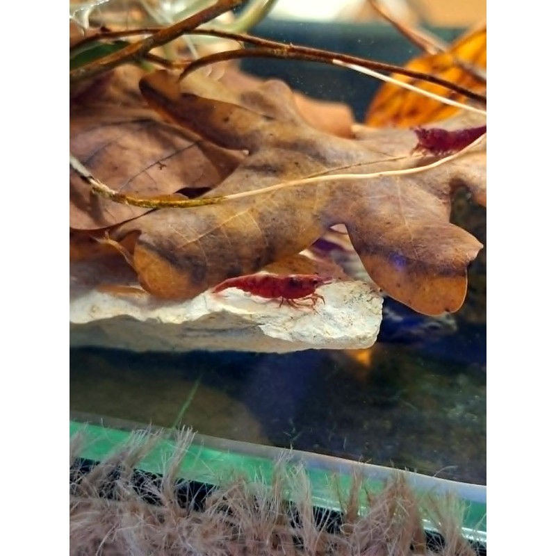 Krewetka Sakura Red | Zwierzęta | Vantis Terra
