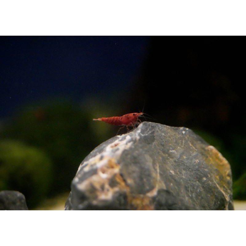 Krewetka Sakura Red | Zwierzęta | Vantis Terra