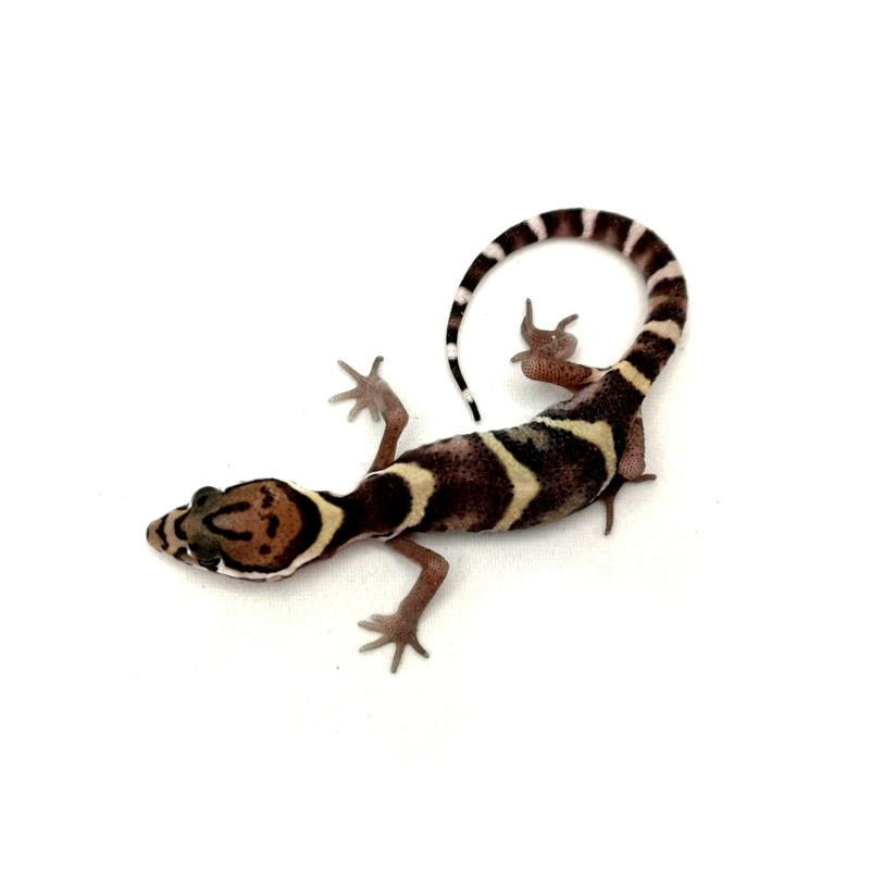 Coleonyx mitratus - para | Zwierzęta | Vantis Terra Coleonyx mitratus - para | Zwierzęta | Vantis Terra