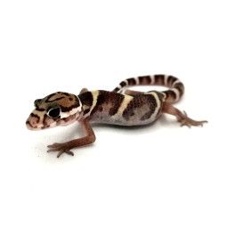 Coleonyx mitratus - para