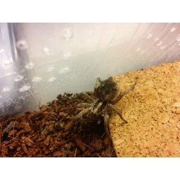 Hogna radiata  L3/4