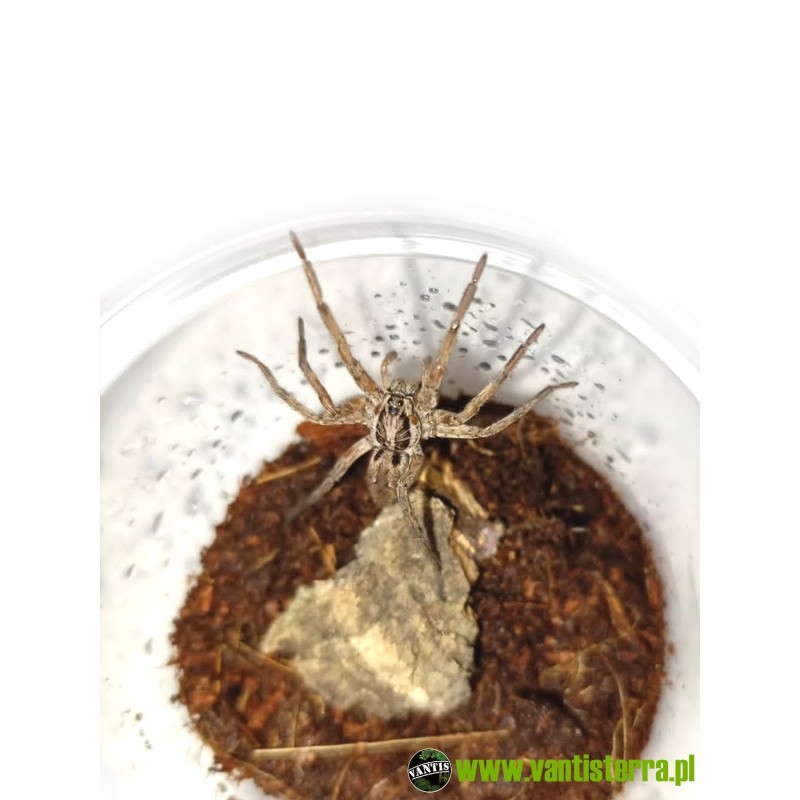 Hogna radiata L3/4 | Zwierzęta | Vantis Terra Hogna radiata L3/4 | Zwierzęta | Vantis Terra
