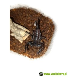 Skorpion cesarski (Pandinus imperator)