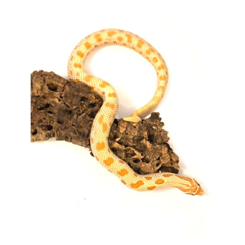 Heterodon zachodni (Heterodon nasicus) - Albino Conda - samiec | Węże | Vantis Terra Heterodon zachodni (Heterodon nasicus) - Albino Conda - samiec | Węże | Vantis Terra