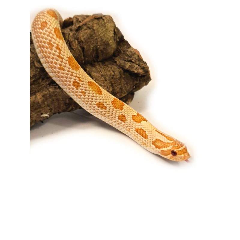 Heterodon zachodni (Heterodon nasicus) - Albino Conda - samiec nr.2 | Węże | Vantis Terra Heterodon zachodni (Heterodon nasicus) - Albino Conda - samiec nr.2 | Węże | Vantis Terra