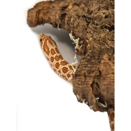 Heterodon zachodni (Heterodon nasicus) - Toffee Belly ph. 66% Albino - saimiec | Węże | Vantis Terra Heterodon zachodni (Heterodon nasicus) - Toffee Belly ph. 66% Albino - saimiec | Węże | Vantis Terra