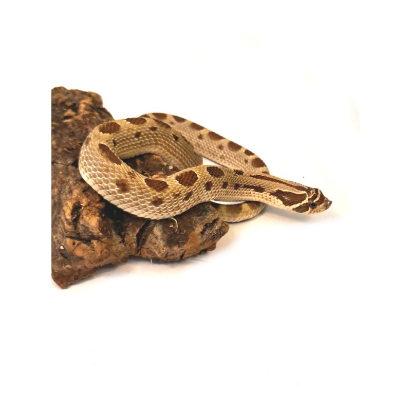 Heterodon zachodni (Heterodon nasicus) - Conda ph. 66% Albino Toffee - samiec | Węże | Vantis Terra Heterodon zachodni (Heterodon nasicus) - Conda ph. 66% Albino Toffee - samiec | Węże | Vantis Terra