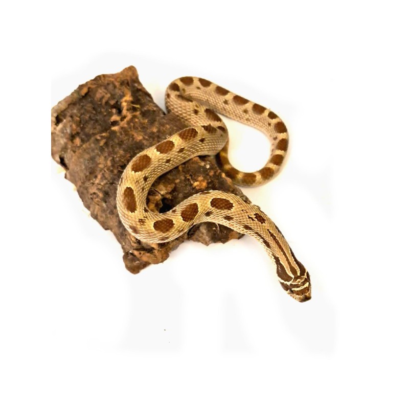 Heterodon zachodni (Heterodon nasicus) - Conda ph. 66% Albino Toffee - samiec | Węże | Vantis Terra Heterodon zachodni (Heterodon nasicus) - Conda ph. 66% Albino Toffee - samiec | Węże | Vantis Terra