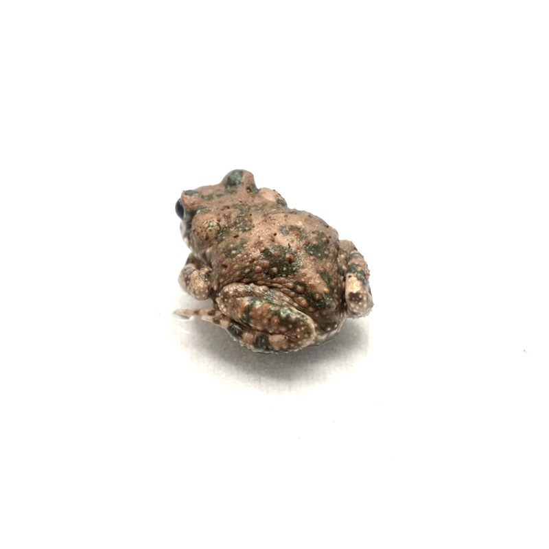 Ropuszka Barbarophryne brongersmai | Zwierzęta | Vantis Terra Ropuszka Barbarophryne brongersmai | Zwierzęta | Vantis Terra