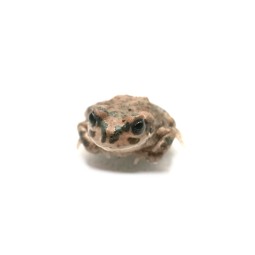 Ropuszka Barbarophryne brongersmai